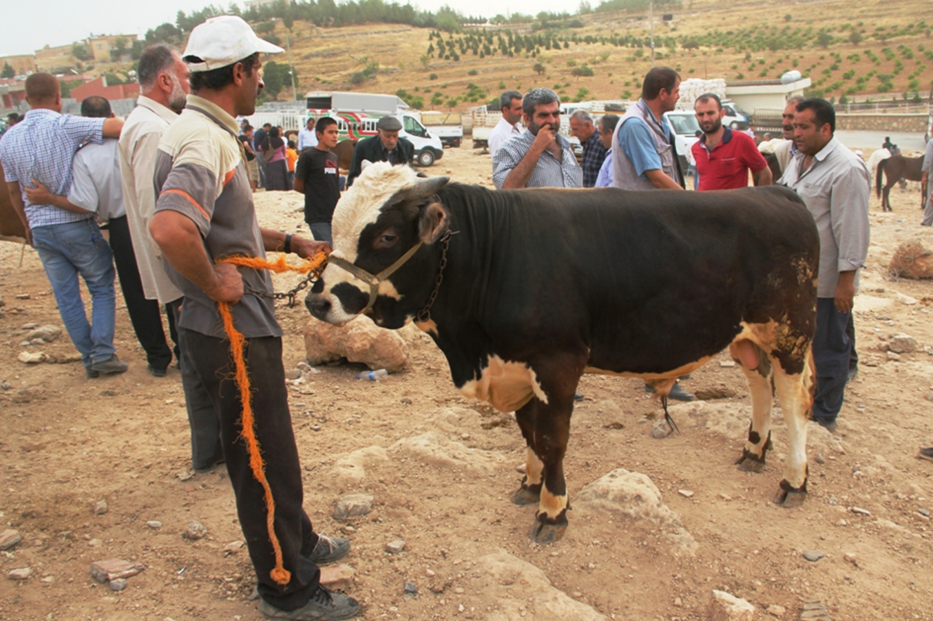 Midyat’ta kurbanlıklar alıcılarını bekliyor Midyat’ta kurbanlıklar alıcılarını bekliyor